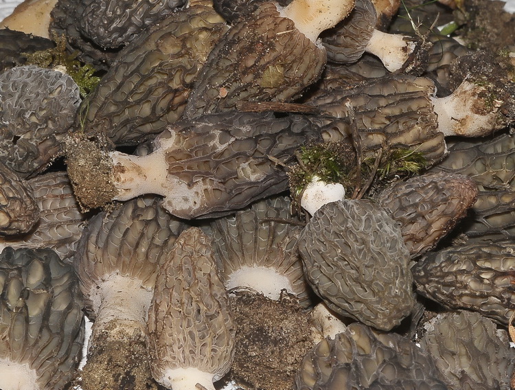 Morchella sp. -  Escursione
